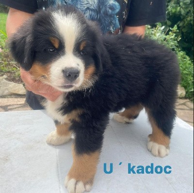 U'Kadoc