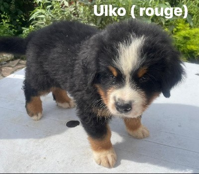 Ulko