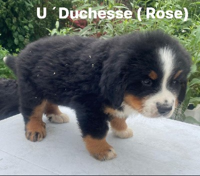 U'Duchesse