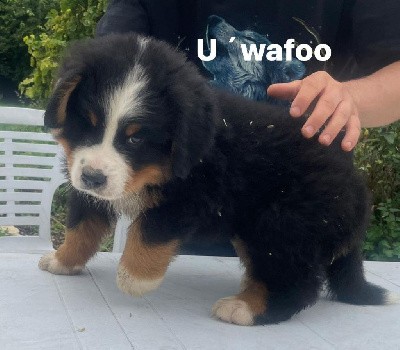 U'Wafoo