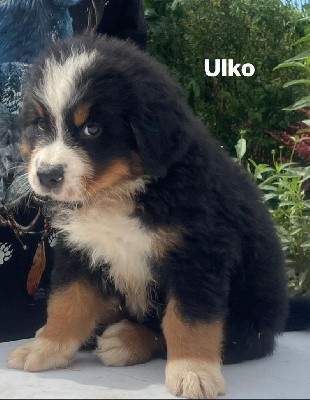 Ulko