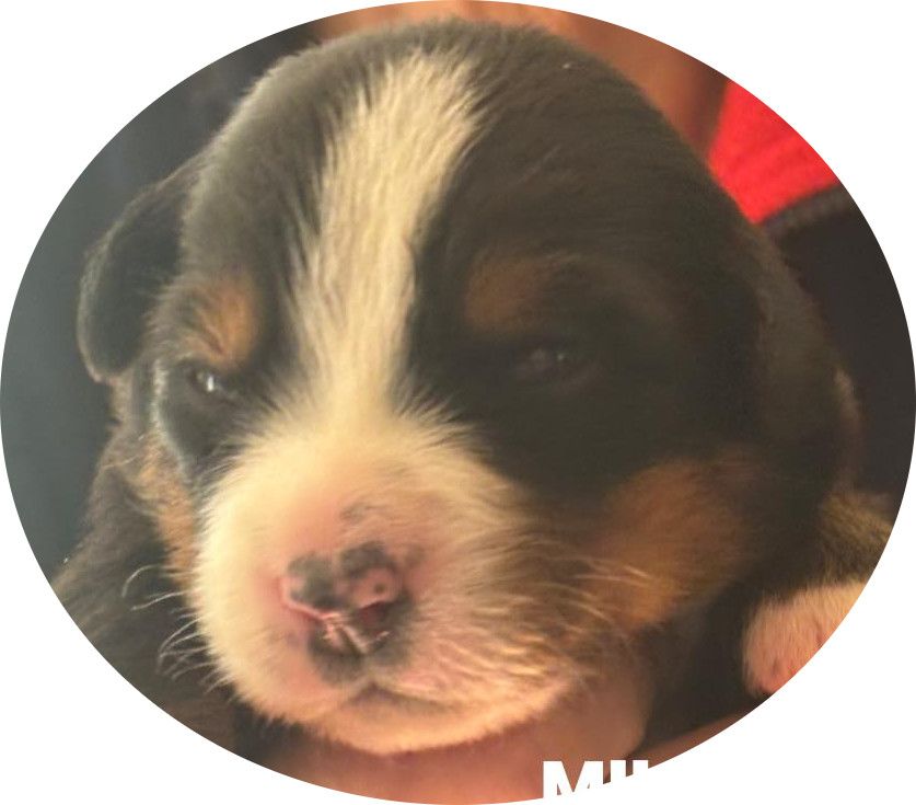 chiots 15 jours