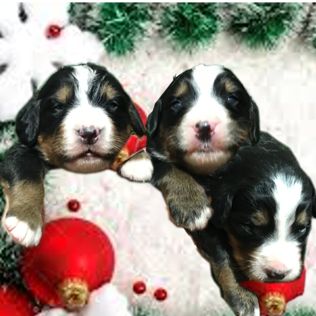 photos du 13/12/2018